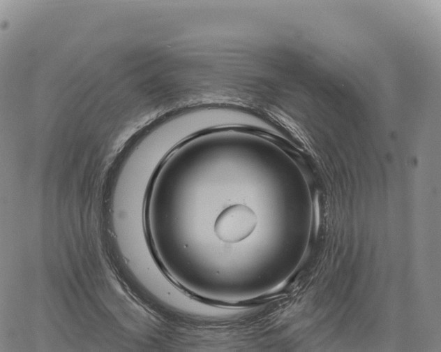 X0000061750732200512091635