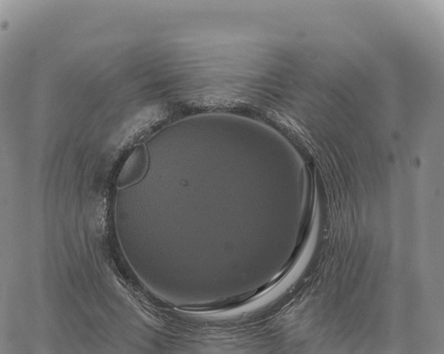 X0000061750735200512091635