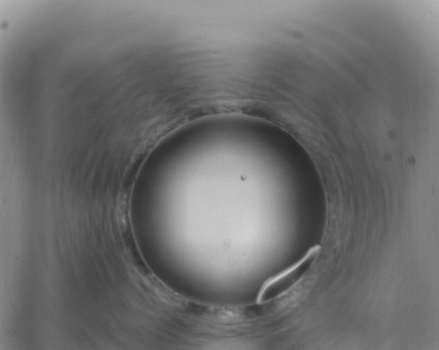 X0000061750768200512091636