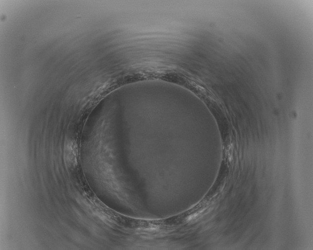 X0000061750772200512091635