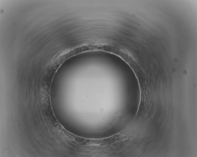 X0000061750773200512091635