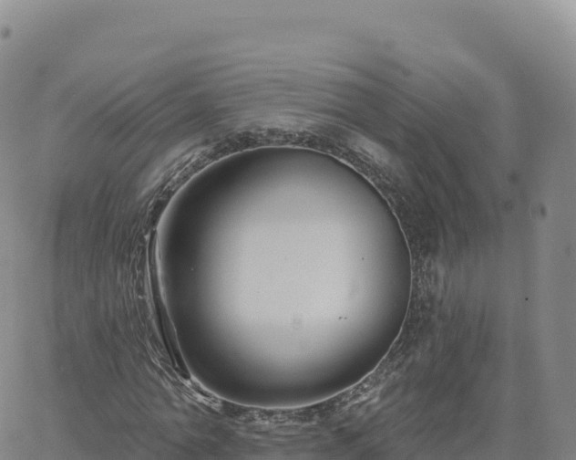 X0000061750774200512091635