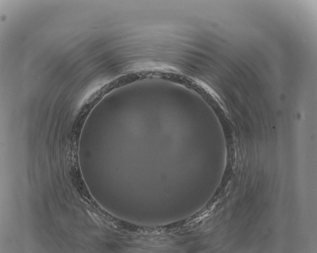 X0000061750775200512091635