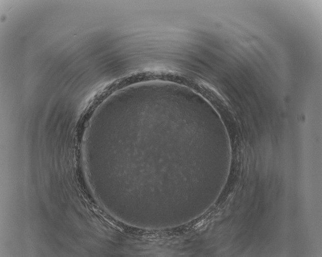 X0000061750776200512091635