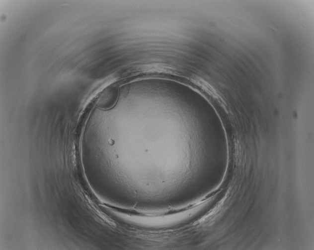 X0000061750782200512091635