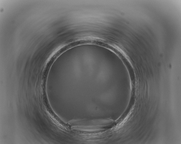 X0000061750783200512091635