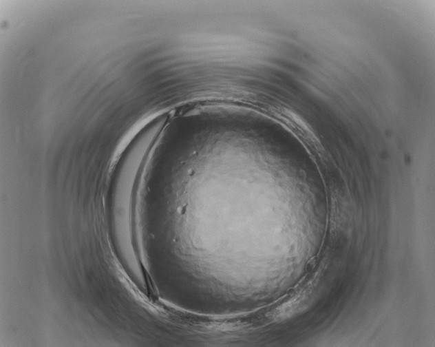 X0000061750796200512091634