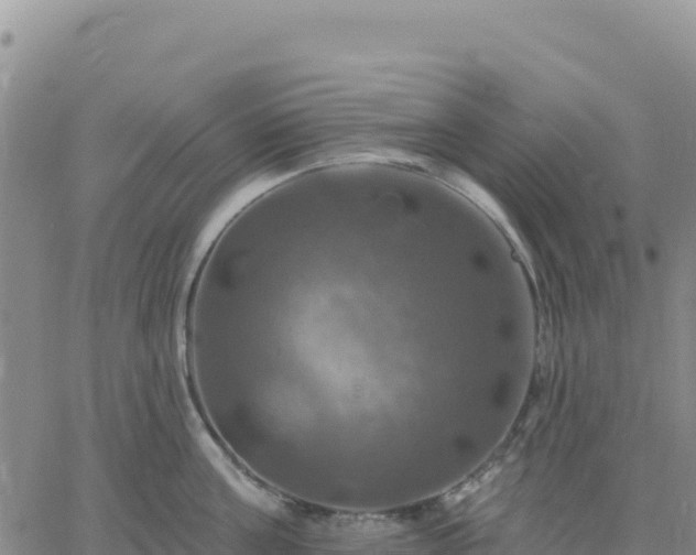 X0000061750811200512091634