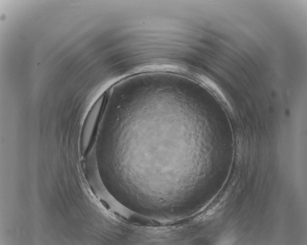 X0000061750852200512091634