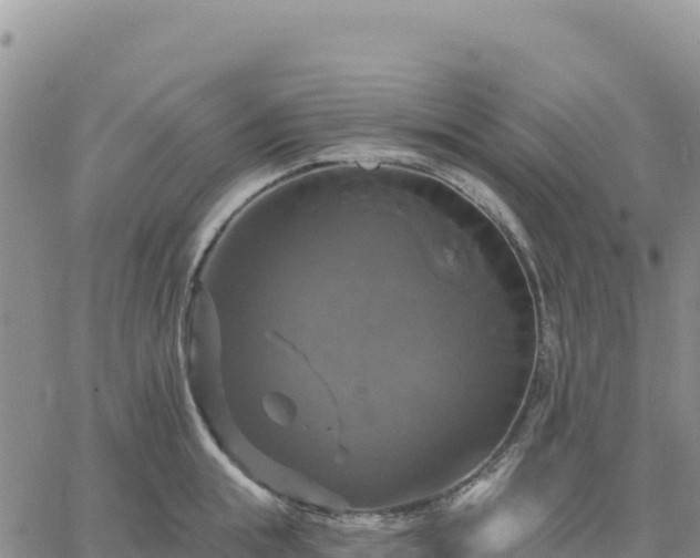 X0000061750855200512091634