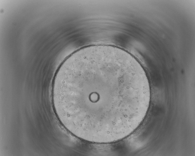 X0000061750856200512091634