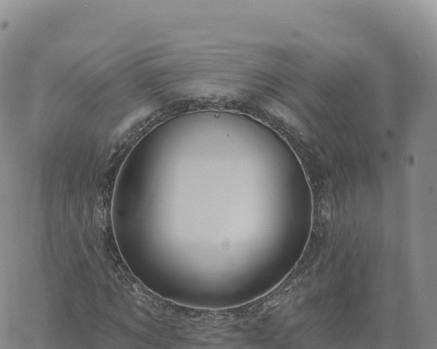 X0000061750869200512091633