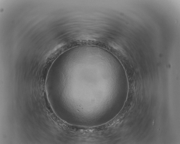 X0000061750870200512091633