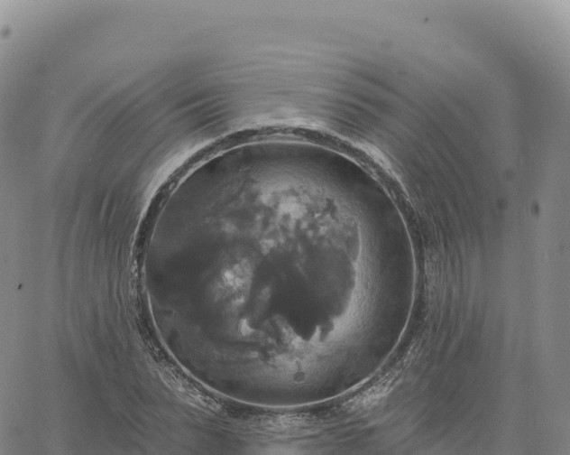 X0000061750879200512091633