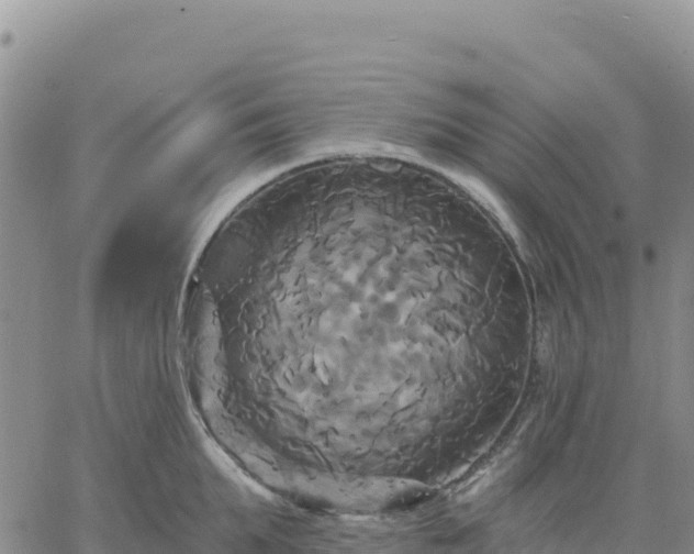 X0000061750903200512091633