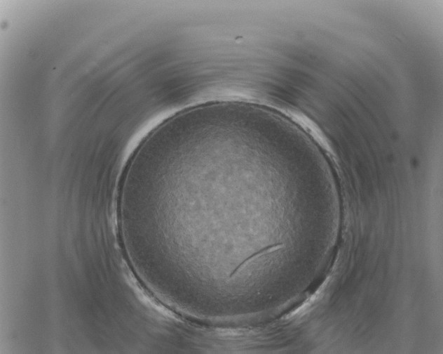 X0000061750904200512091633