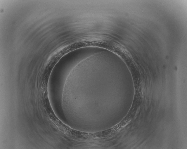 X0000061750920200512091632