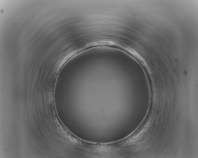 X0000061750945200512091632