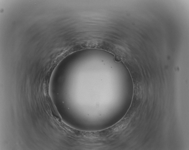 X0000061750962200512091632