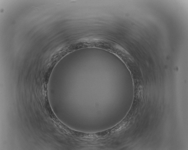 X0000061750966200512091632