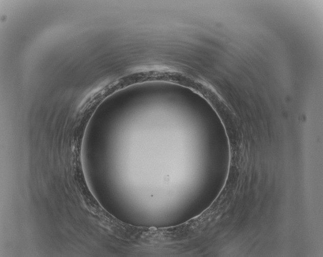 X0000061750967200512091631