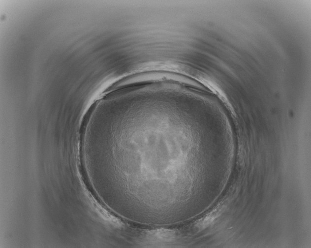 X0000061750992200512091631