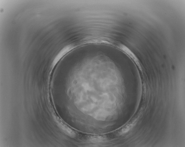 X0000061751002200512091631