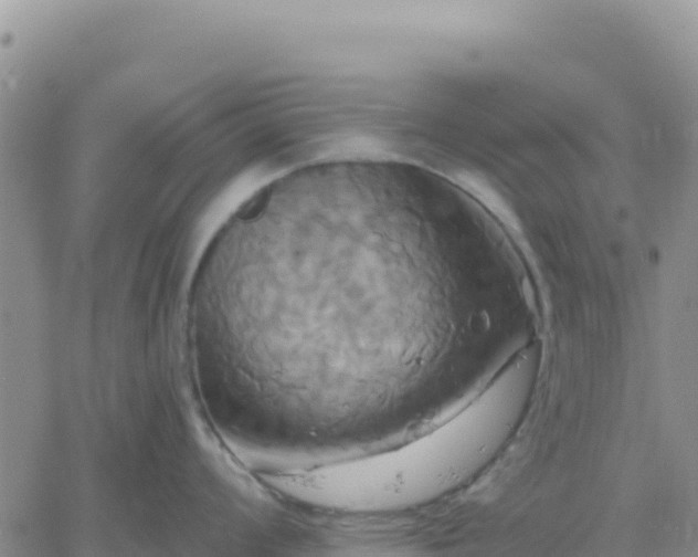 X0000061751008200512091631