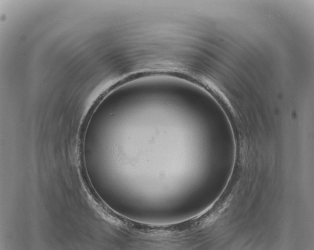 X0000061751085200512091630