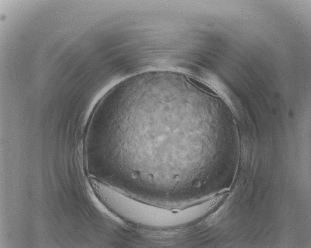 X0000061751100200512091629