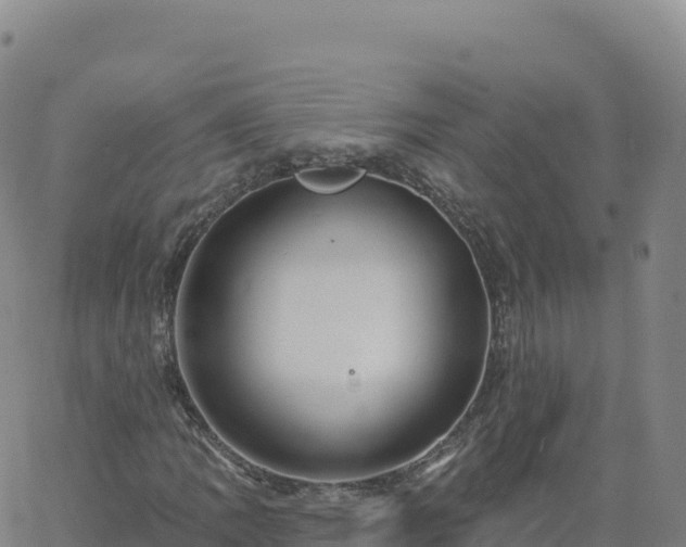 X0000061751109200512091629