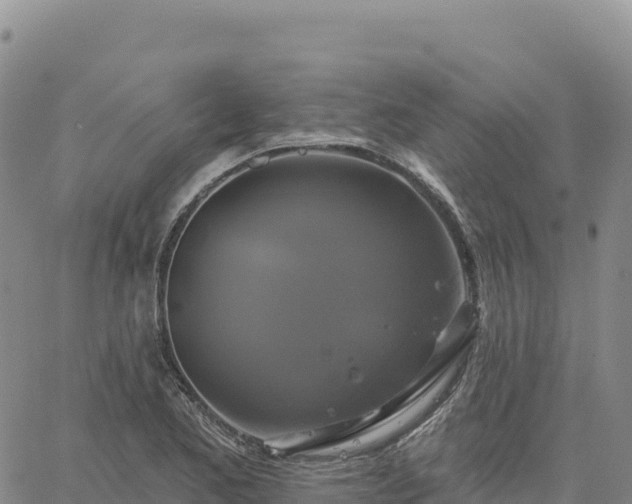 X0000061751173200512091628