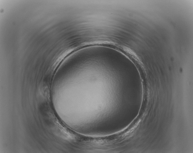 X0000061751177200512091628