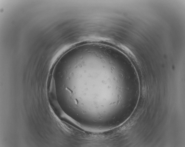 X0000061751183200512091628