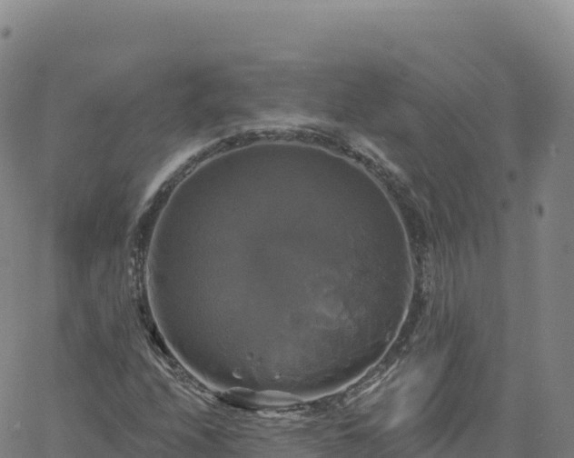 X0000061751208200512091627