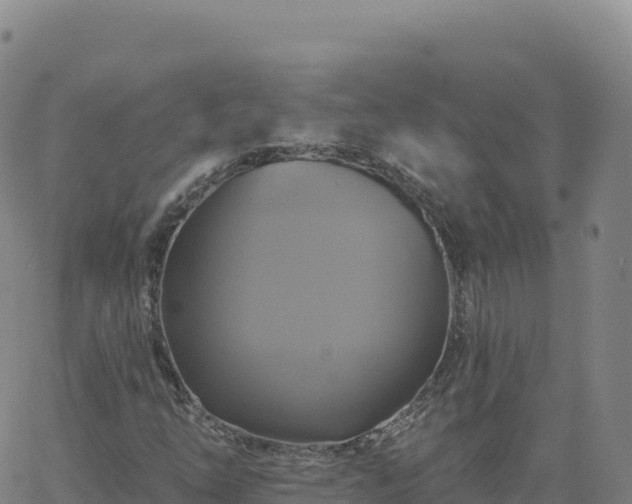 X0000061751254200512091627