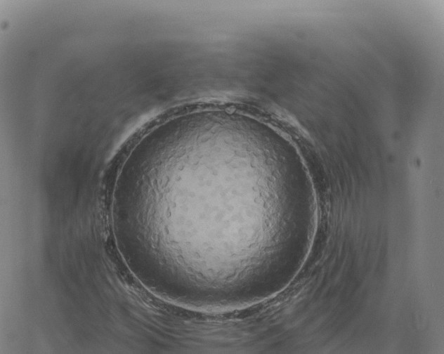 X0000061751256200512091627