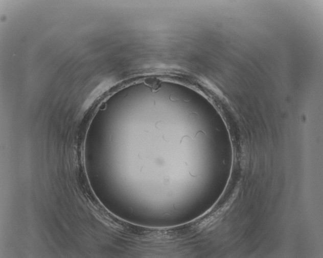 X0000061751259200512091627