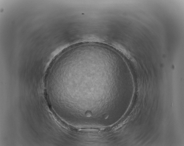 X0000061751264200512091627