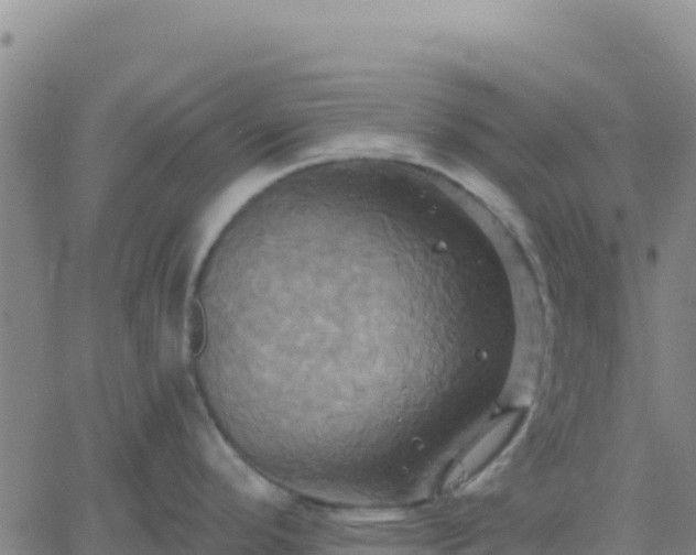 X0000061751296200512091626