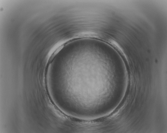 X0000061751336200512091626