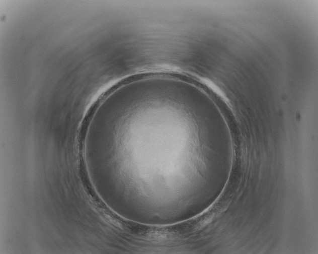 X0000061751364200512091625