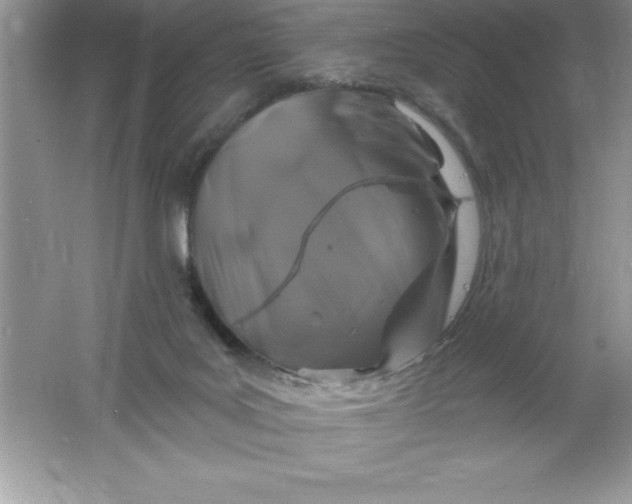 X0000061750027200512161729