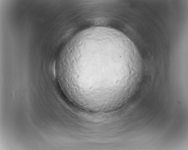 X0000061750028200512161729