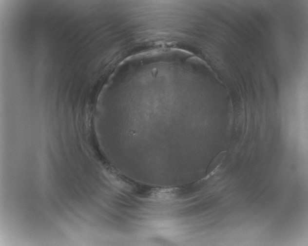 X0000061750078200512161728