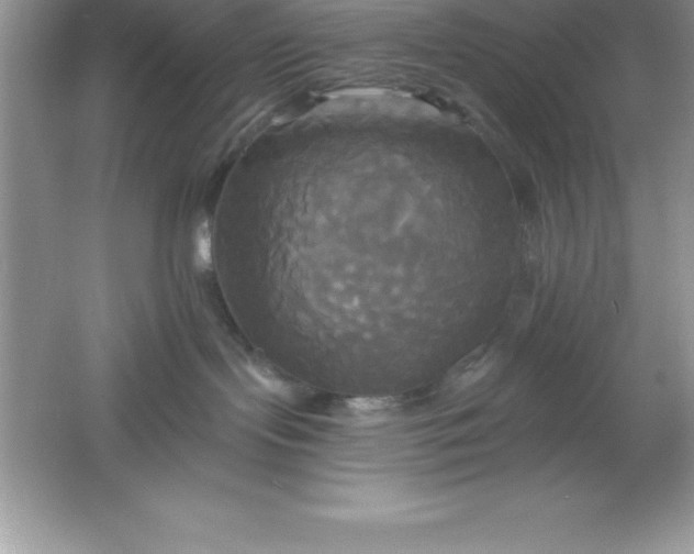 X0000061750095200512161728