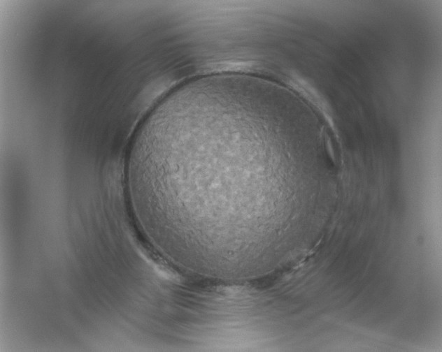 X0000061750107200512161727