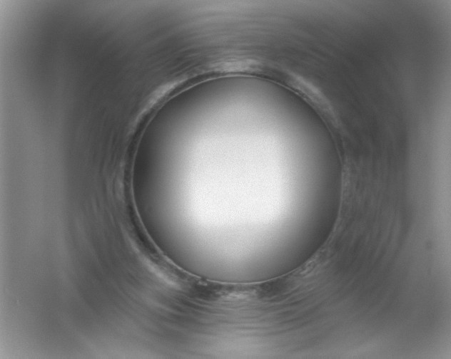 X0000061750155200512161726