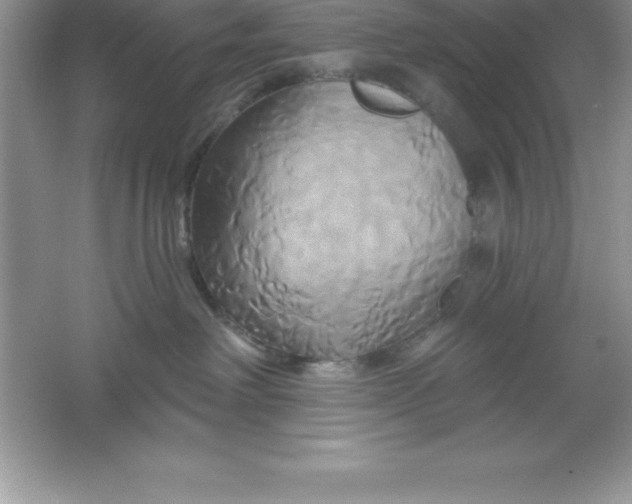 X0000061750238200512161725