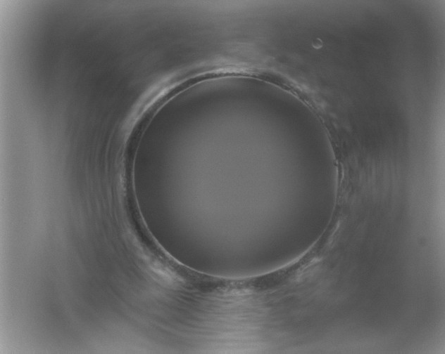 X0000061750247200512161724